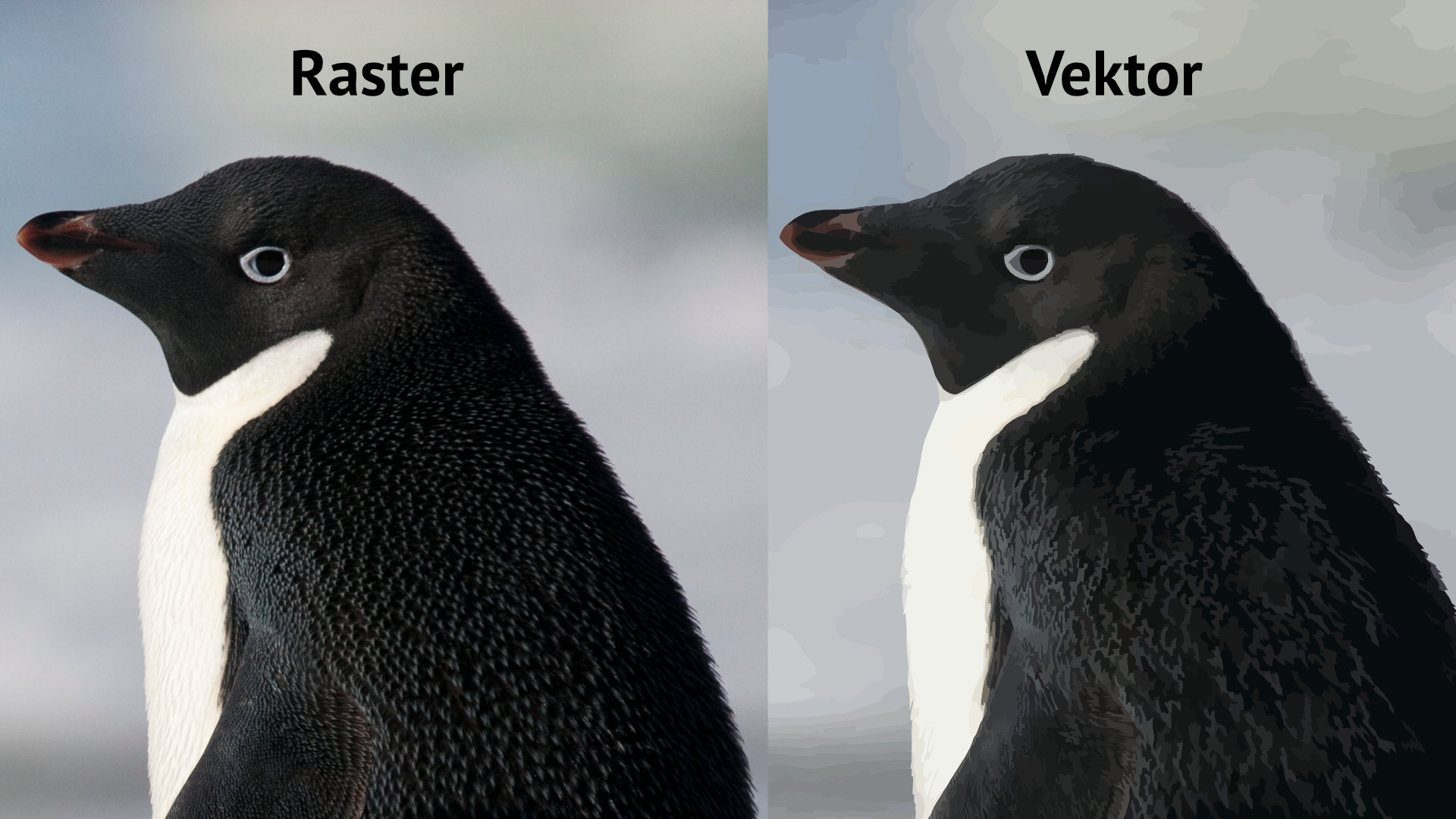 Raster Vektor Pinguin